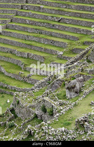 Les terrasses de culture à l'ancienne ruines Incas de Machu Picchu, site touristique le plus connu dans la région de montagnes des Andes, au Pérou. Banque D'Images