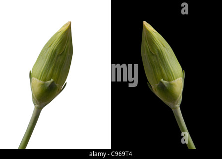 Deux fleurs bourgeon oeillet isolé sur fond blanc et noir à la fois respectivement. Inclus chemin de détourage, de sorte que vous pouvez facilement le découper et le placer sur le dessus d'un dessin ou modèle. Banque D'Images