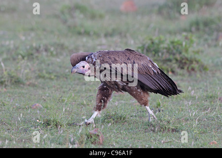 Hooded Vulture de marcher à travers le Masai Mara Banque D'Images