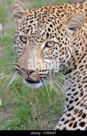Head shot of a wild Leopard dans le Masai Mara Banque D'Images