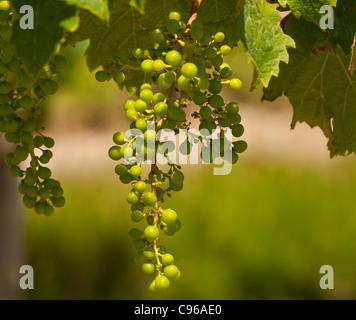 Gros plan sur un tas de raisins blancs immatures au milieu de feuilles de vigne. Banque D'Images