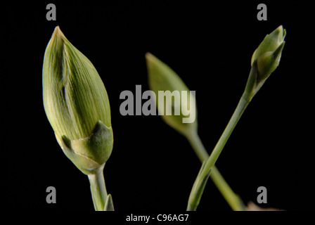 Trois sportifs bud fleurs sur fond noir. Se concentrer sur l'appareil photo du premier objet plan. Banque D'Images