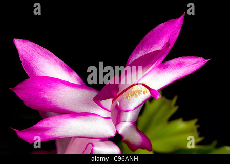 De l'Oranger fleur cactus de Noël en macro et isolées contre le noir Banque D'Images