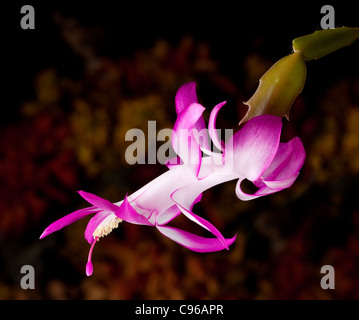 De l'Oranger fleur cactus de Noël en macro Banque D'Images