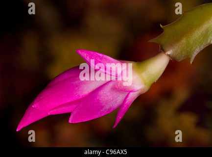 De l'Oranger fleur cactus de Noël en macro Banque D'Images