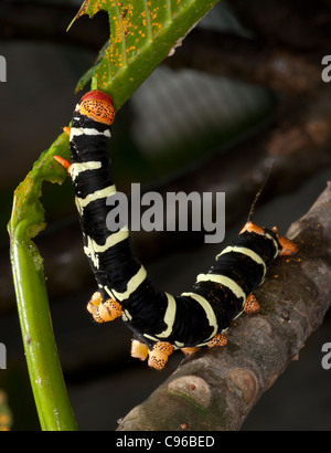 Caterpillar du frangipani hawk moth (Pseudosphinx tetrio) décime un frangipanier dans Saint Vincent. Banque D'Images