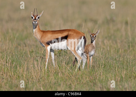 Gazelle de Thomsons avec de jeunes Banque D'Images