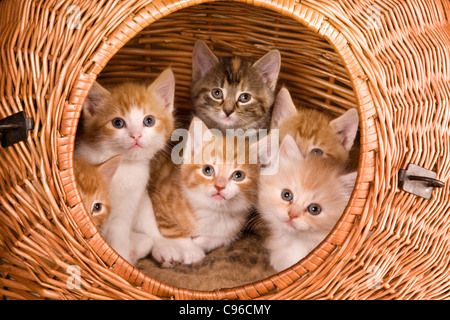 Famille de six chatons dans leur propre panier Banque D'Images