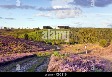 Chemin à travers heather sur la lande vers le bas dans la vallée de Sherbrook en été Cannock Chase Country Park AONB Banque D'Images