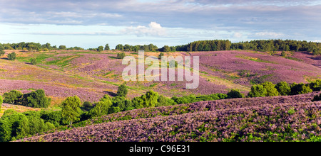 Vue sur la lande de bruyère banques, collines couvertes de bruyère en fleur en été sur Cannock Chase AONB Banque D'Images