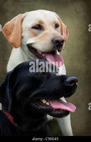 Deux chiens Labrador Banque D'Images