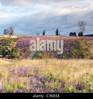 Belle lumière tombe sur la bruyère en fleur, les chemins à travers la lande hills en été sur Cannock Chase Country Park AONB Banque D'Images