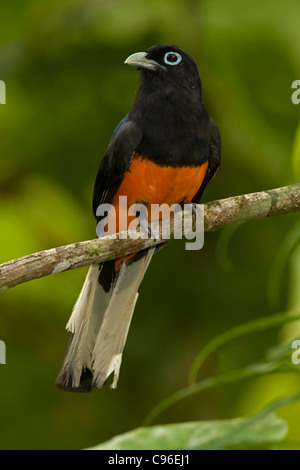 Baird's - Trogon Trogon (bairdii) - Costa Rica - hommes - Tropical Rainforest Banque D'Images