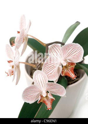 Fleur orchidée phanelopsis Banque D'Images