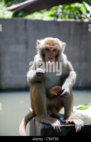 L'un des nombreux singes au Monkey Temple. Banque D'Images