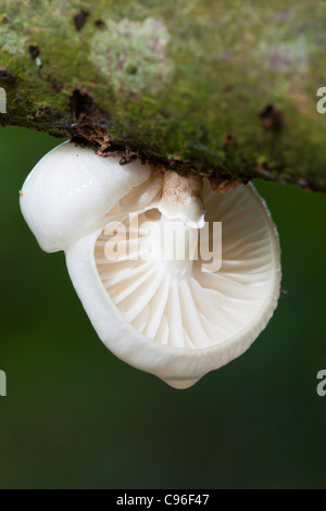 Oudemansiella mucida porcelaine ; champignon ; Cornwall, UK Banque D'Images