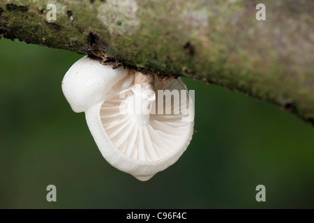 Oudemansiella mucida porcelaine ; champignon ; Cornwall, UK Banque D'Images