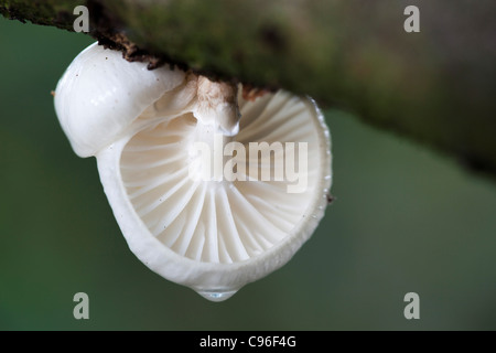 Oudemansiella mucida porcelaine ; champignon ; Cornwall, UK Banque D'Images