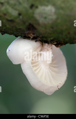 Oudemansiella mucida porcelaine ; champignon ; Cornwall, UK Banque D'Images