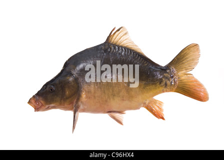 Les poissons d'eau douce vivant sur fond blanc Banque D'Images