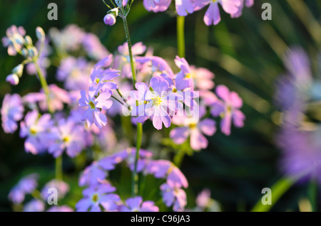 Primrose primula malacoides (FÉE) Banque D'Images