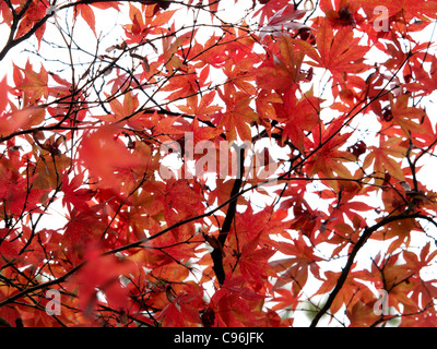 Acer palmatum feuilles rouges contre un ciel blanc. Les feuilles fortement colorés Banque D'Images