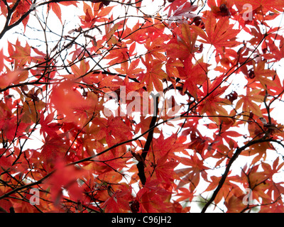 Acer palmatum feuilles rouges contre un ciel blanc. Les feuilles fortement colorés Banque D'Images