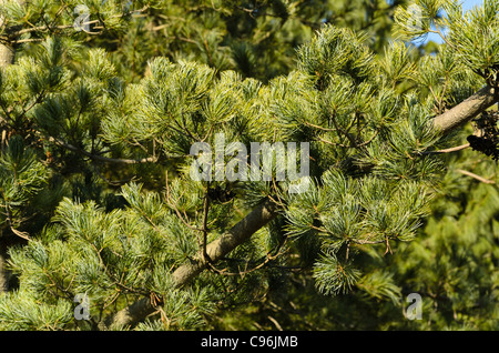 Pin blanc du Japon (Pinus parviflora 'glauca') Banque D'Images