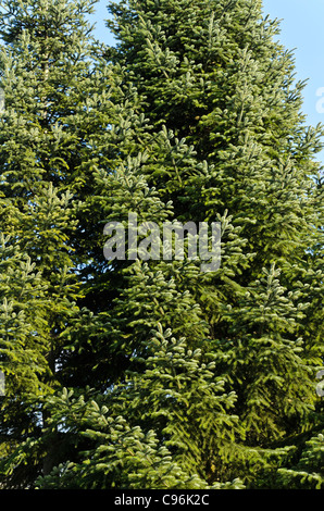 Sapin de Troie (Abies nordmanniana subsp. Equi-trojani) Banque D'Images