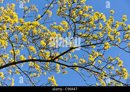 Cherry en cornaline (cornus mas) Banque D'Images