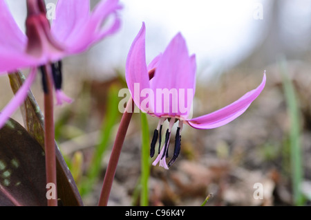 La Dent de chien violet (Erythronium dens-canis) Banque D'Images