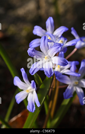 Forbes glory of the snow (chionodoxa forbesii syn. scilla forbesii) Banque D'Images