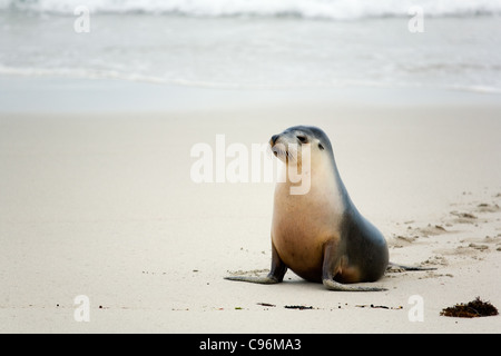 Lion de mer australien à Seal Bay Conservation Park. Kangaroo Island, Australie du Sud, Australie Banque D'Images