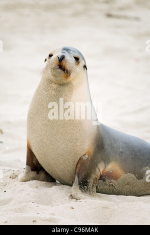 Lion de mer australien à Seal Bay Conservation Park. Kangaroo Island, Australie du Sud, Australie Banque D'Images