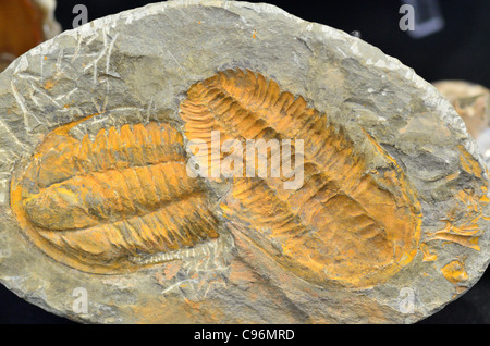 Cambropallas fossiles de trilobites du Cambrien du Maroc. Banque D'Images