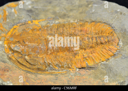 Cambropallas fossiles de trilobites du Cambrien du Maroc. Banque D'Images