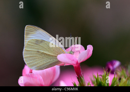 Papillon blanc du chou (Pieris rapae) Banque D'Images