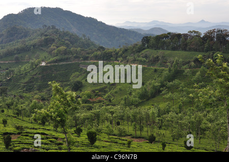 Une vue sur les collines et les vallées de Munnar le long de laquelle de nombreuses belles plantations de thé existent Banque D'Images