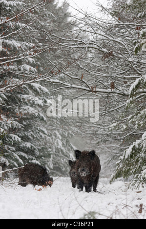 Le sanglier (Sus scrofa) Banque D'Images