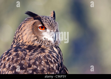 Eagle owl (Bubo bubo) Banque D'Images