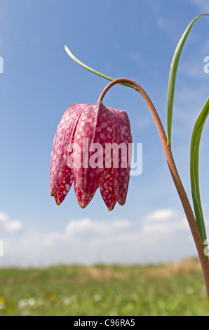 La jonquille à damier (Fritillaria meleagris) Banque D'Images