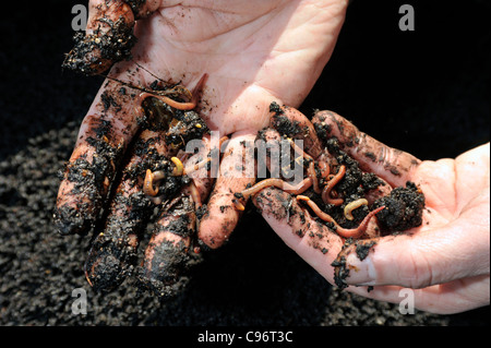 Les vers de compostage dans les mains d'un jardinier. Banque D'Images