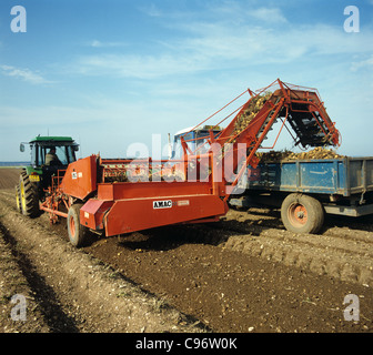 Tracteur John Deere & AMAC ascenseur surmontée de récolte récolte de pommes de terre Banque D'Images