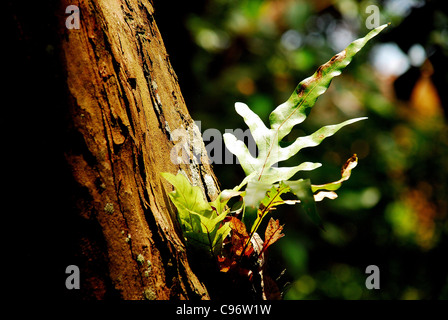 Feuilles parasite croissant sur l'écorce d'un arbre bois Banque D'Images