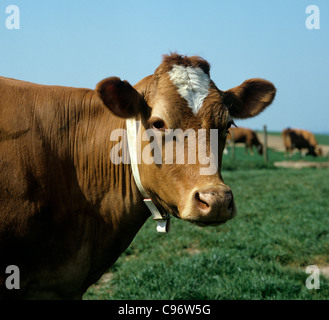 Guernesey vache avec collier d'identification mais pas de tags Banque D'Images