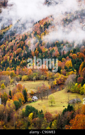 Paysage de vallée en automne avec beaucoup de différentes espèces d'arbres et des chevaux dans une praire Banque D'Images