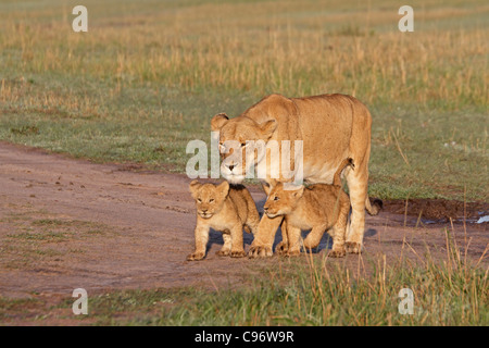 Femme Lion marchant sur le Masai Mara avec deux jeunes oursons Banque D'Images