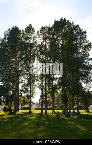 Grands arbres dans le parc du Moulin Bintree, Norfolk Banque D'Images