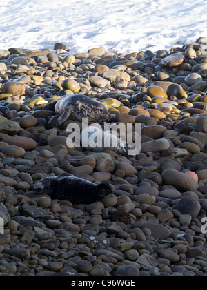 Dh Halichoerus grypus joint joints UK nouveau-né de bébés phoques gris de l'Atlantique et la mère seal rocks orcades rocky shore cub Banque D'Images