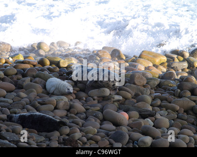 dh Halichoerus grypus SEAL UK Newborn atlantic Grey Seal pup et mère phoque rocheuse côte écosse phoques plage rock orkney personne pierres Banque D'Images